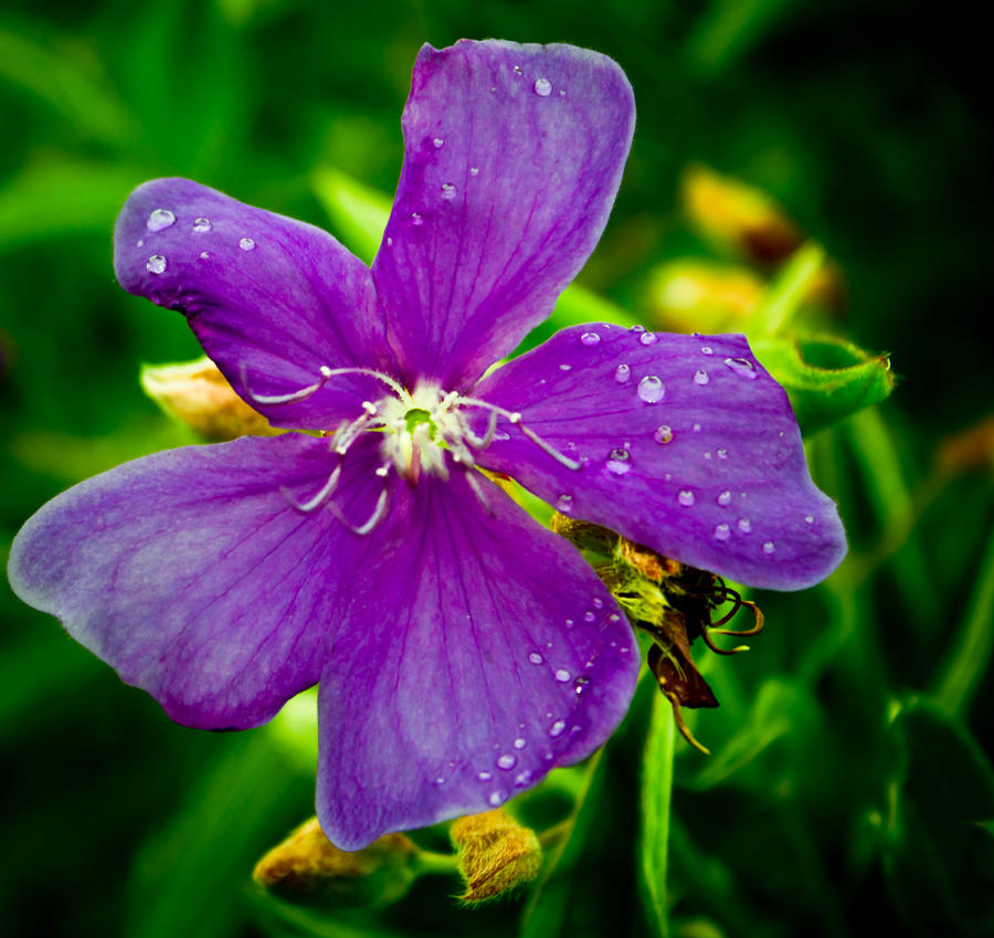 Purple Flower