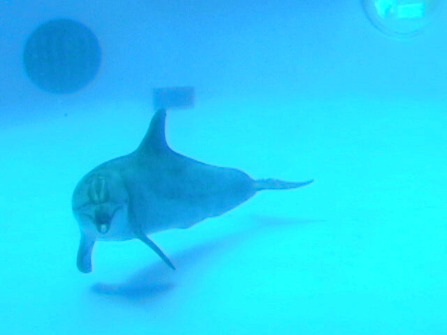 Dolphin