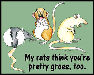 My Rats Think You're Gross