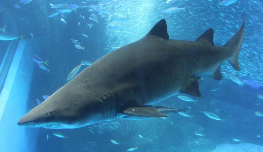 Bull Shark