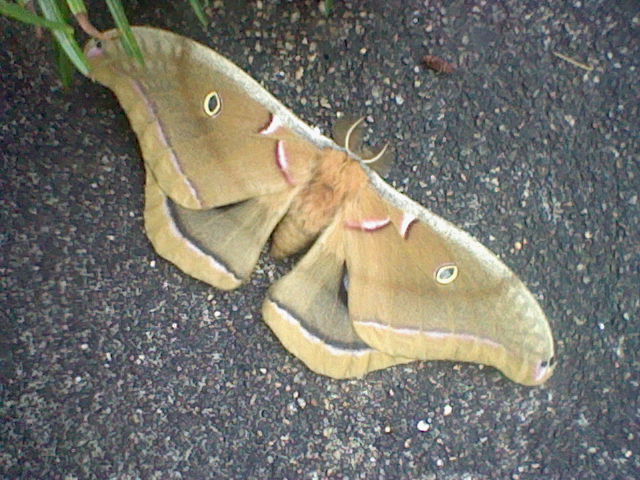 Io Moth on front steps