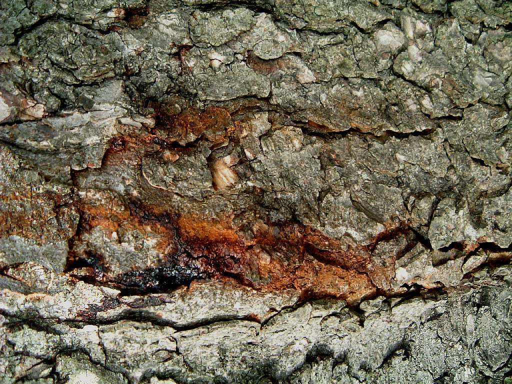 Bark Wound