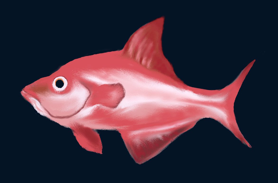 Pink Fish