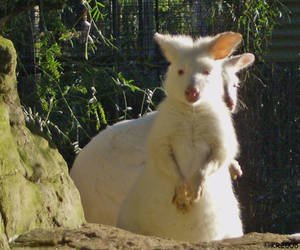 Albino Kangaroos