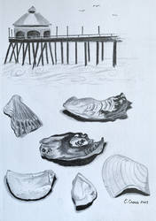 Broken Seashells sketch dump