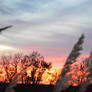 Sunset through the Pampas