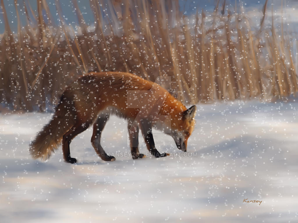 Fox in the snow