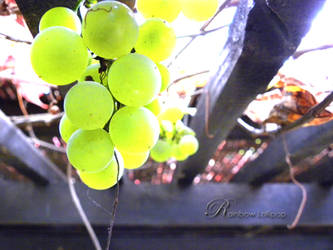 Grapes