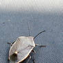 Pentatomidae (Stink Bug)