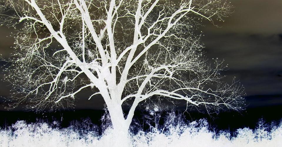 Negative Tree