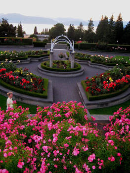 Rose garden