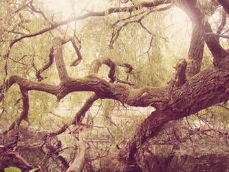 The Fairytale Tree