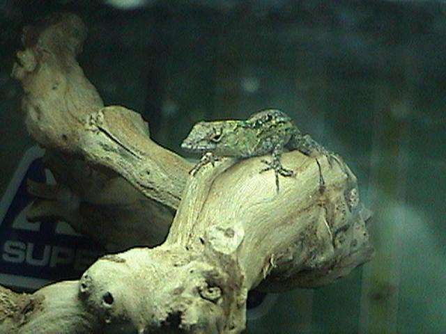 lizard by bansheegrrl on DeviantArt