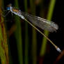 Damsefly