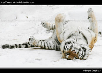 Amur Tiger 0992