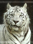White Bengal Tiger 2534 by Sooper-Deviant