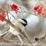 Black-capped Chickadee 9744