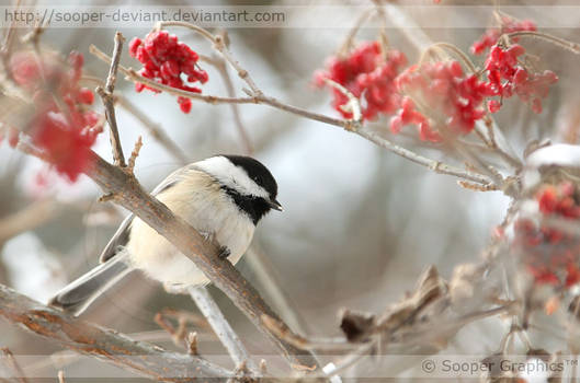 Black-capped Chickadee 9744