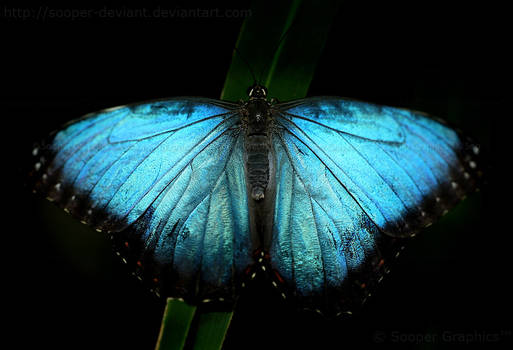 Blue Morpho 3422P