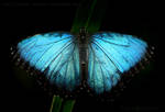 Blue Morpho 3422P by Sooper-Deviant