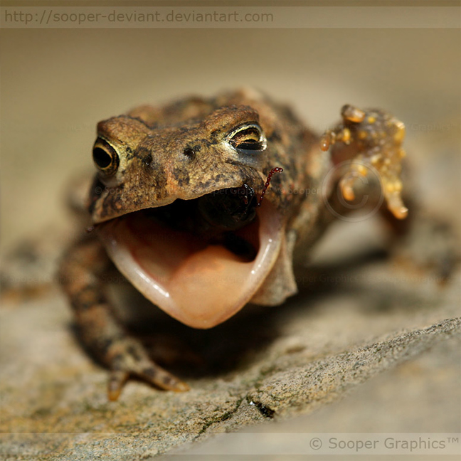 A Mouthful of Bug 4604P