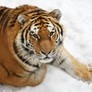 Amur Tiger 5177P