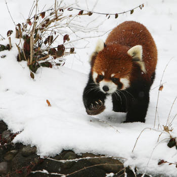 Red Panda 2902P