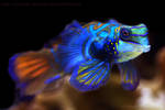 Mandarinfish 2171 by Sooper-Deviant