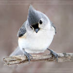 Curious Titmouse 6941P by Sooper-Deviant