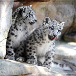 Snow Leopard Cubs 2895P by Sooper-Deviant