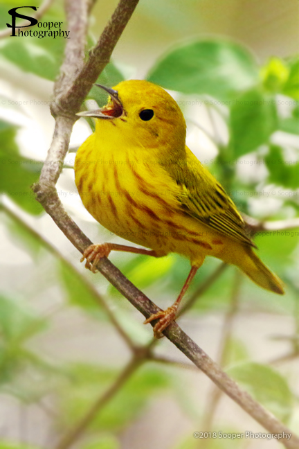 Yellow Warbler 6540 by Sooper-Deviant