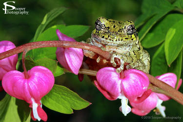 Gray Treefrog 9974