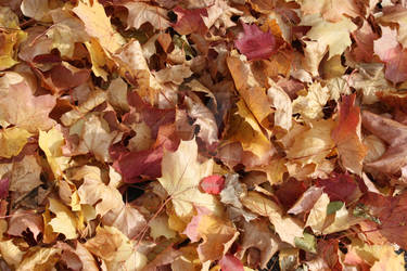 autumn Leaves