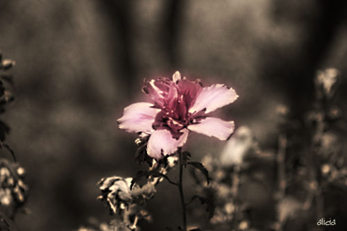 Pink Flower in Sepia