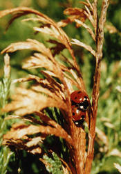 Ladybirds