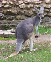 Kangaroo