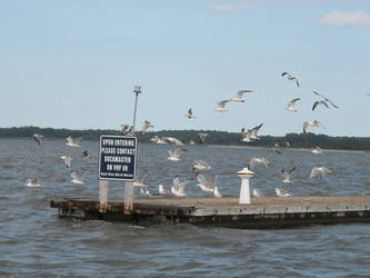 Flock o' Seagulls