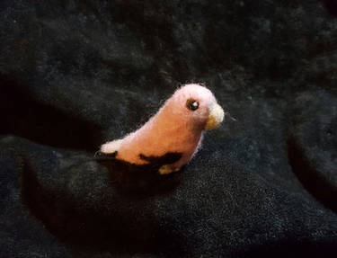 Rosy Bourke Parakeet