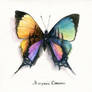 Butterfly: Spectrum