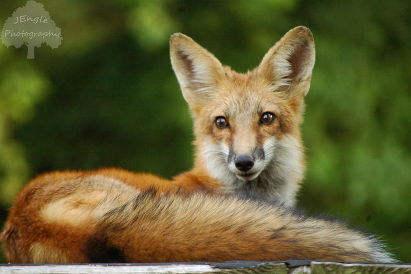 Comfy Fox by JEnglePhotography on DeviantArt