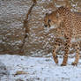 Winter Cheetah