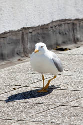 Seagull is walking on terrace