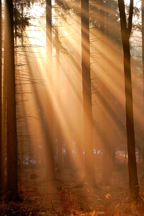 Light by 1maliniak1