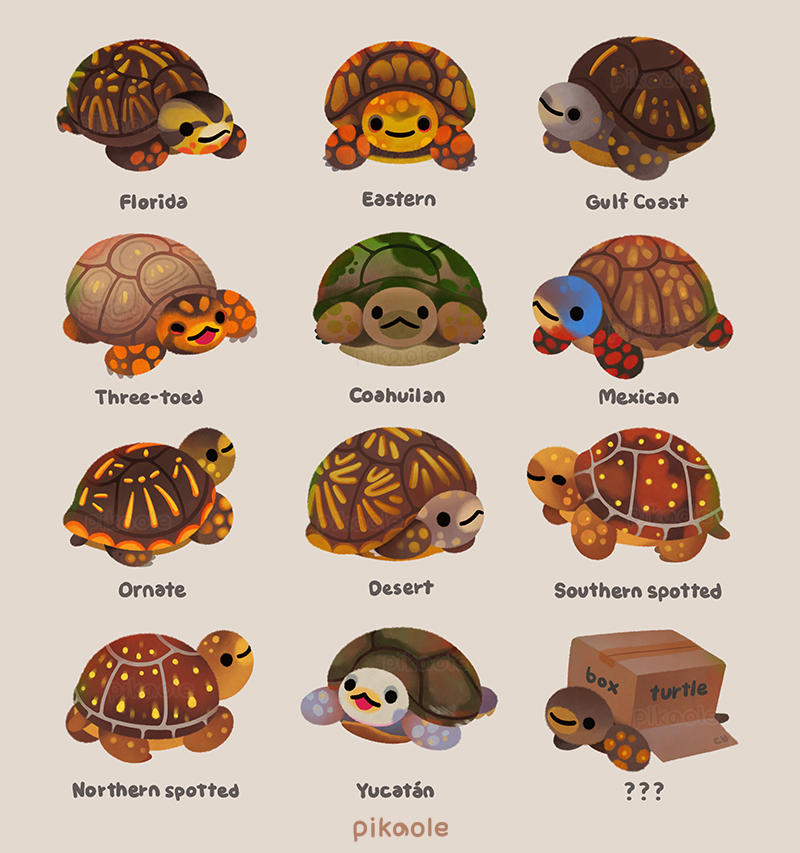 Box turtle by pikaole on DeviantArt