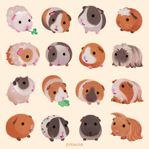 Guinea pig day