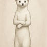 White stoat