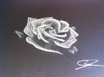 White Rose