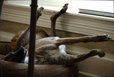 Sleeping Greyhound