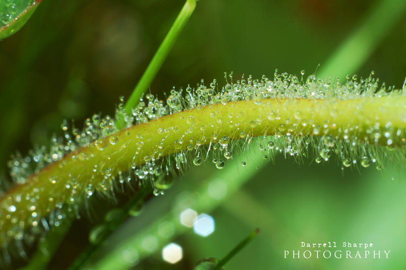 Waterpillar Waterpillar by Sharpeshots on DeviantArt