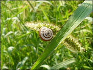 Snail Climbing - I